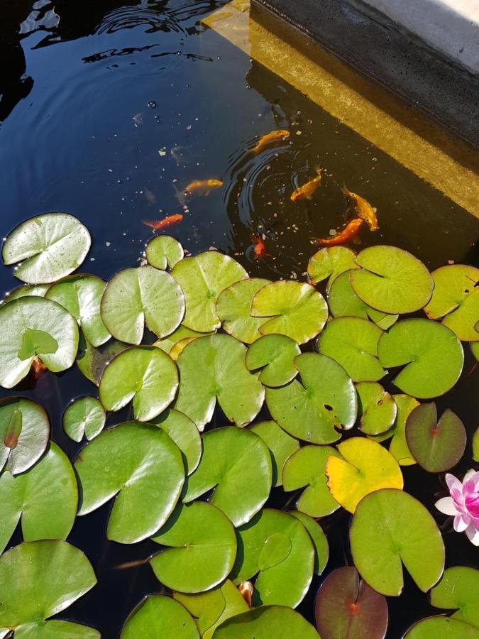 Vila Florena Garden パランガ エクステリア 写真